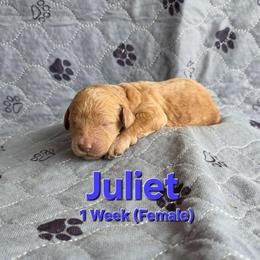 Juliet - Cream female Labradoodle puppy in Genoa City, Wisconsin from Sakura Pups