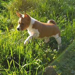 Basenji Puppies from Basenji Puppies