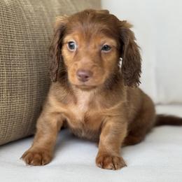 Bourbon - Red male Dachshund puppy in Bentonville, Arkansas from Boujee Buns Dachshunds