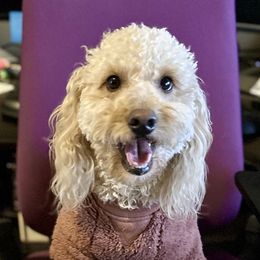 Peaches - Goldendoodle