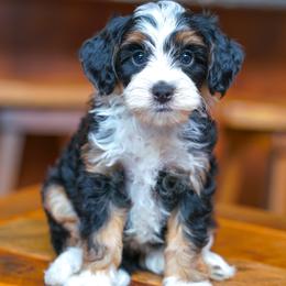 Baloo - Tri-color male Bernedoodle puppy in Dundee, Ohio from Down Home Doodle