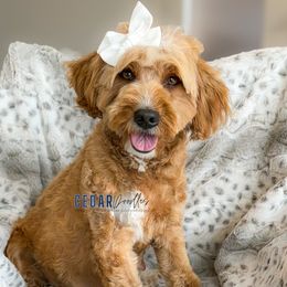 Lady - Goldendoodle