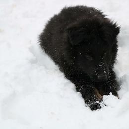 German Shepherd Puppies from Lost Creek German Shepherds LLC