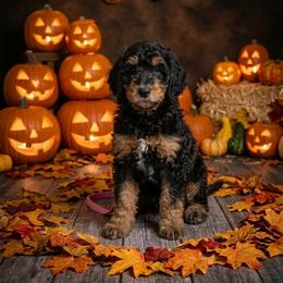 Cookie - AKC - Phantom female Poodle puppy in Haines City, Florida from Noelle Poodles
