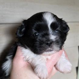 Black Spotted Girl - Black and white female Shih Tzu puppy in Vinita, Oklahoma from Locust Creek Shih Tzu & Havanese