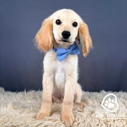 Mr Smee - Cream male Companion Cross puppy in Utah County, Utah from Big Hearted Breeders