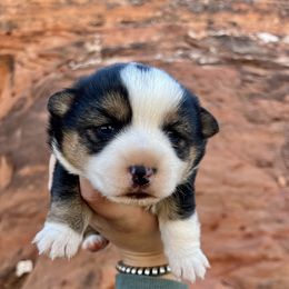 Pembroke Welsh Corgi and Toy Australian Shepherd Puppies from Double Bar H Corgis & Aussies