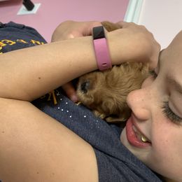 Goldendoodle Puppies from Broderick Goldendoodles