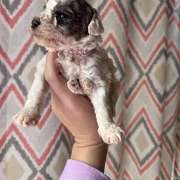 Belle - Parti female Goldendoodle puppy in Anderson, South Carolina from M & L Pups