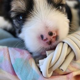 Biewer Terrier and Yorkshire Terrier Puppies from 1.StarDreamPups