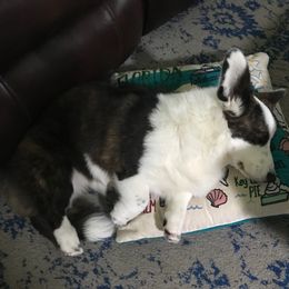 Cardigan Welsh Corgi Puppies from Stornoway Cardigan Welsh Corgis