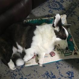 Cardigan Welsh Corgi Puppies from Stornoway Cardigan Welsh Corgis