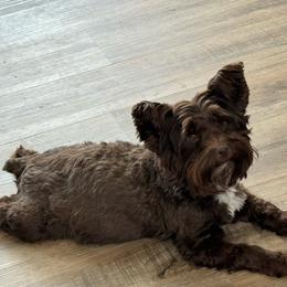 Tella - Yorkshire Terrier