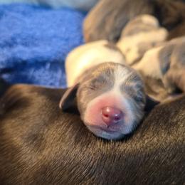 Boy 1 - Blue and tan male Dachshund puppy in West Plains, Missouri from Spring Creek Dachshunds