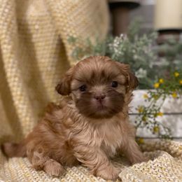 Girl 3 - Liver female Shih Tzu puppy in Lexington, North Carolina from SCS Shih Tzus