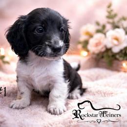Eros - Piebald male Dachshund puppy in Huntington, Arkansas from Rockstar.Weiners