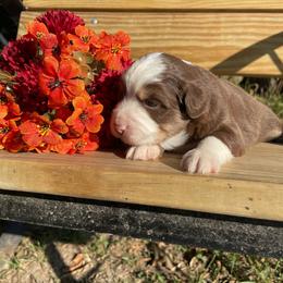 Red tri (blaze) - Red tri female Toy Australian Shepherd puppy in Hillsboro, Illinois from Shoal Creek Puppies