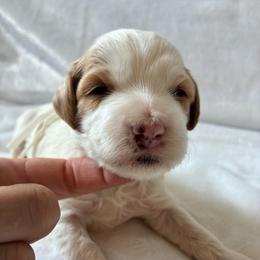 Sneezy - Brown and white male Cockapoo puppy in Adrian, Oregon from ApplebyFarm