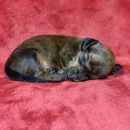 Frankie - Brindle male Dachshund puppy in Richmond, Virginia from Paw Prints