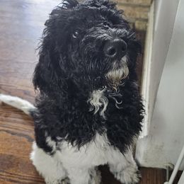 Valkyrie - Black and white Bernedoodle puppy in Columbiana, Ohio from Painted Doodles and Poodles LLC