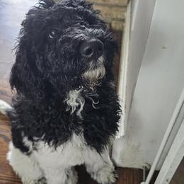 Valkyrie - Black and white Bernedoodle puppy in Columbiana, Ohio from Painted Doodles and Poodles LLC