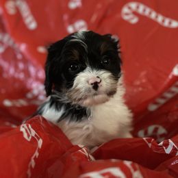 Jingle - Tri-color male Cavapoo puppy in Waynesboro, Virginia from Forest Creek Kennel