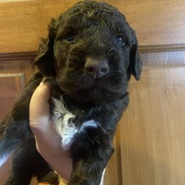 Fruit Loops - Brown Lagotto Romagnolo puppy in Micanopy, Florida from Fortuna Farms