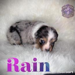 Rain - Blue merle female Miniature Australian Shepherd puppy in Lubbock, Texas from Baby Storm Kennels