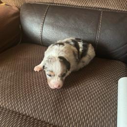 Blue girl - Blue merle female Australian Shepherd puppy in Lancaster, California from Leyline Australian Shepherds