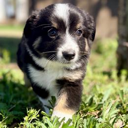 Oliver (ASDR and AKC) - Black tri male Miniature American Shepherd puppy in Stockton, Missouri from Kizmit Farmz