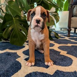 Pink - Fawn male Boxer puppy in Athens, Georgia from Classic City Boxers
