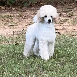 Blue - White male Poodle puppy in Natchez, Mississippi from Parkview Miniature Poodles