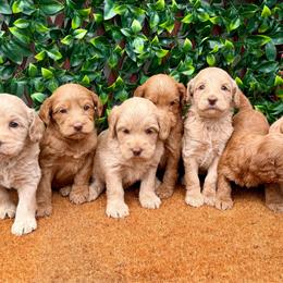 6th pick girl - Caramel female Australian Labradoodle puppy in Hartshorne, Oklahoma from Jena Edmond