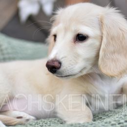 Mal (Pink) - Cream Dachshund puppy in Visalia, California from Paradachs Kennels