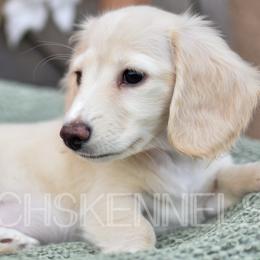 Mal (Pink) - Cream Dachshund puppy in Visalia, California from Paradachs Kennels
