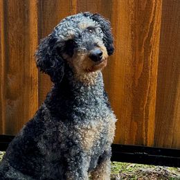 Harley - Aussiedoodle
