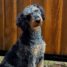Harley - Aussiedoodle