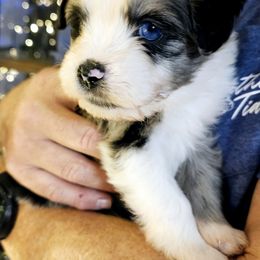 Australian Mountain Doodle, Bernedoodle, Companion Cross, and Shihpoo Puppies from Perfect Companion Puppies