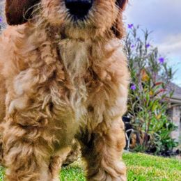Black collar - Apricot male Goldendoodle puppy in Lumberton, Texas from SETX Doodle Den LLC