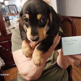 Boy 5 - Black and cream male Dachshund puppy in Penn Run, Pennsylvania from Shannon’s Dachshunds