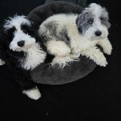 Cockapoo and Golden Mountain Doodle Puppies from Doodles of Joy