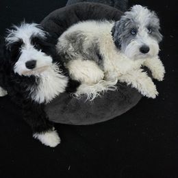 Cockapoo and Golden Mountain Doodle Puppies from Doodles of Joy