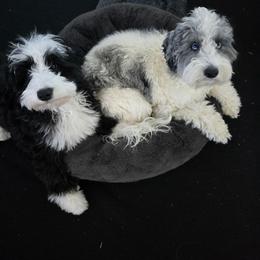 Cockapoo and Golden Mountain Doodle Puppies from Doodles of Joy
