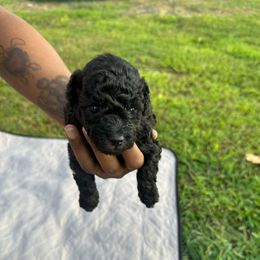 Luna - Black female Poodle puppy in Chattanooga, Tennessee from SoftPaw Kennels
