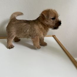 Baby Girl - Red female Norwich Terrier puppy in Hampton, New Hampshire from Redhead Norwich