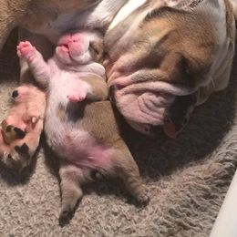 Bulldog and French Bulldog Puppies from Crystals Bulldog Bungalow