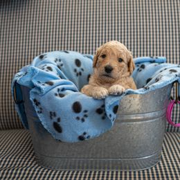 Goldendoodle Puppies from Hershey PAw Doodles