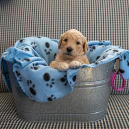 Goldendoodle Puppies from Hershey PAw Doodles