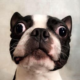 Jax - Boston Terrier