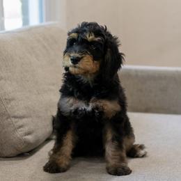 Mini Mae Barry - Phantom female Bernedoodle puppy in Eureka, Illinois from Joley Aire Family Dogs